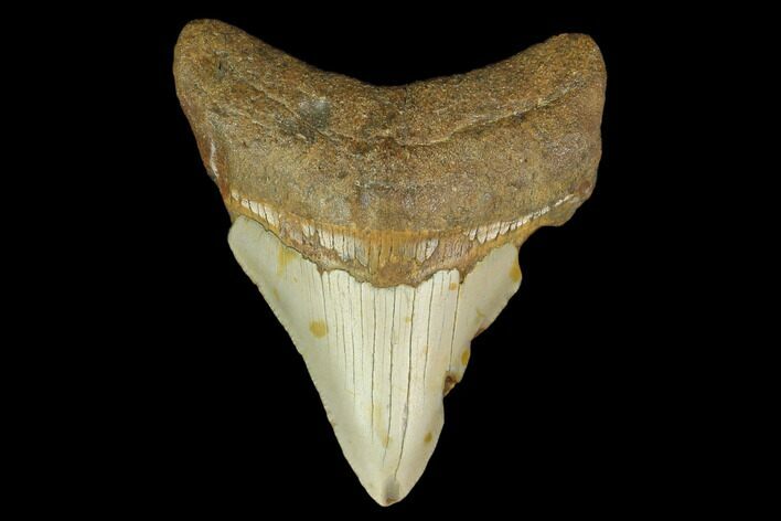 3.38" Fossil Megalodon Tooth - North Carolina